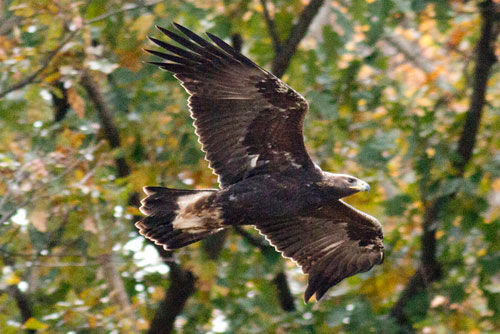Golden Eagle, Route 15 Overlook