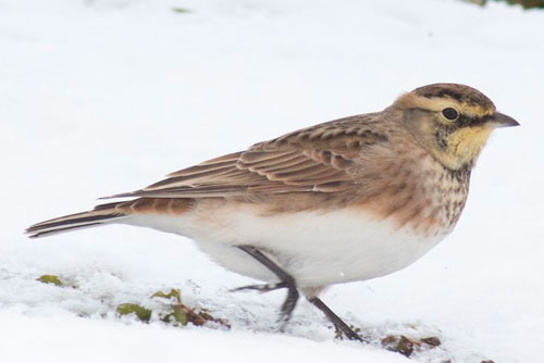Horned Lark, Cogan House