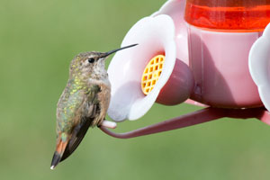 Rufous Hummingbird, near Elimsport