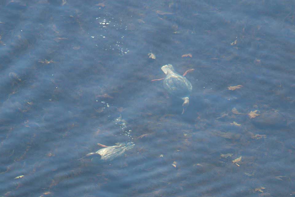 Common Mergansers underwater