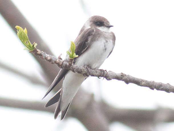 Bank Swallow perched on a branch viewed from the front
