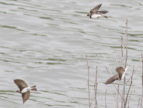 Three Bank Swallows flying over water