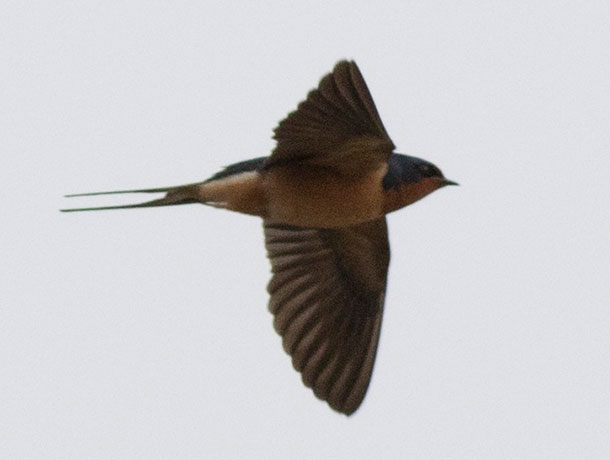 Flying Barn Swallow viewed from the side