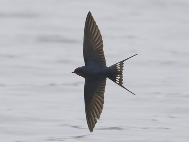 Flying Barn Swallow viewed from the top
