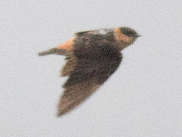Flying Cave Swallow viewed from the side