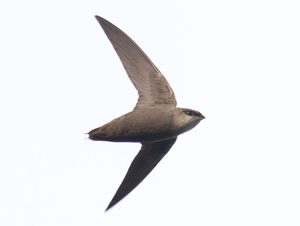 Flying Chimney Swift viewed from underneath