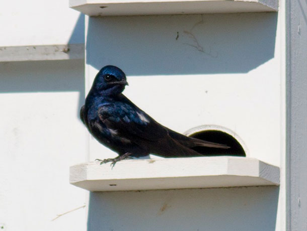 Purple Martin perched at a nesting colony
