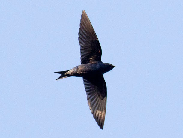 Flying Purple Martin viewed from underneath