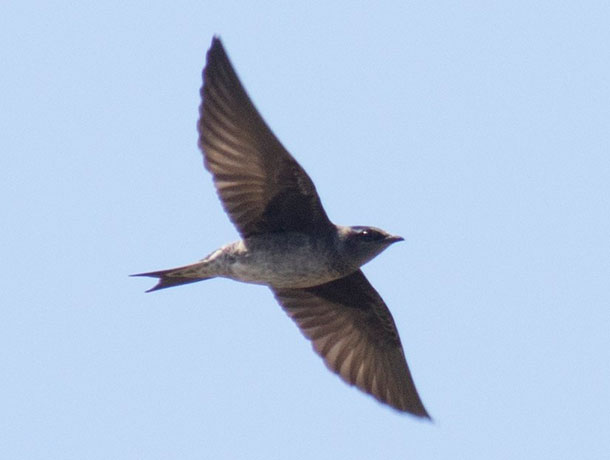 Flying Purple Martin viewed from underneath