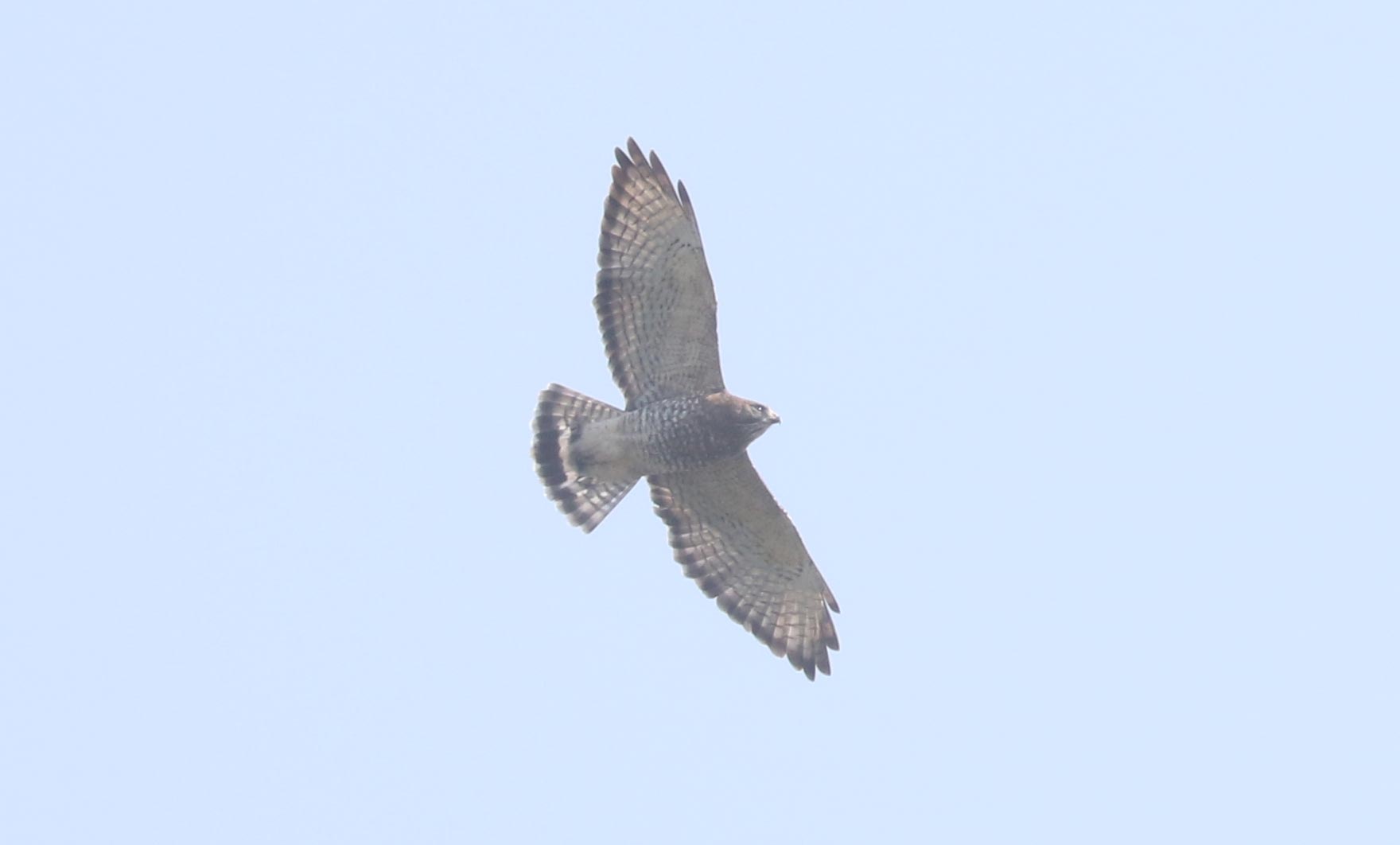 Adult Broad-winged Hawk with an unusual tail pattern &copy; Bobby Brown