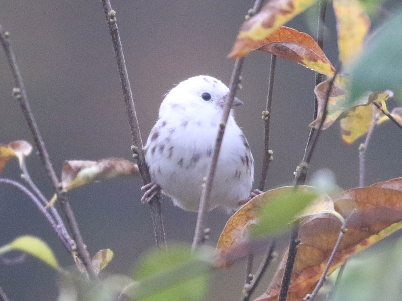 White leucistic Song Sparrow