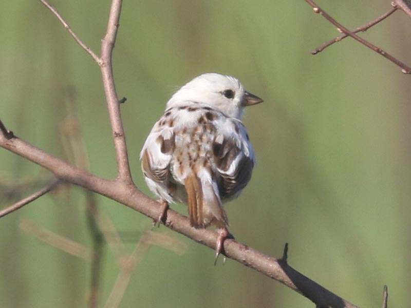 White leucistic Song Sparrow