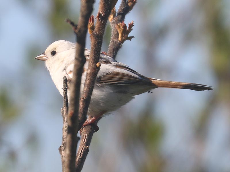 White leucistic Song Sparrow