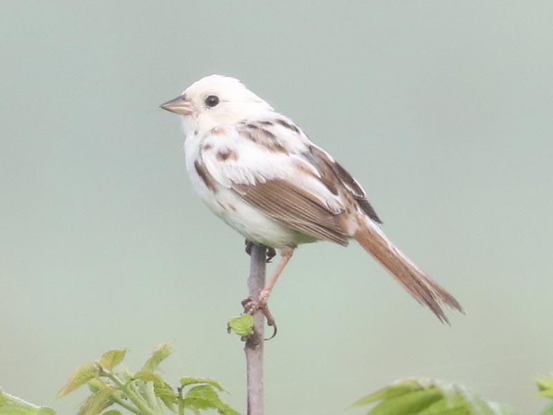 White leucistic Song Sparrow
