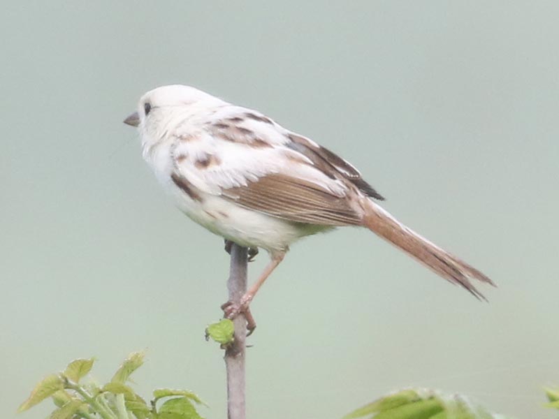 White leucistic Song Sparrow