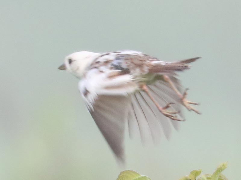 White leucistic Song Sparrow