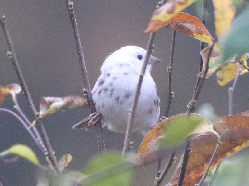 White leucistic Song Sparrow