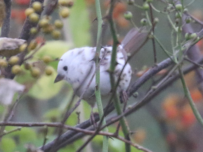 White leucistic Song Sparrow