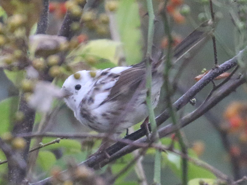 White leucistic Song Sparrow