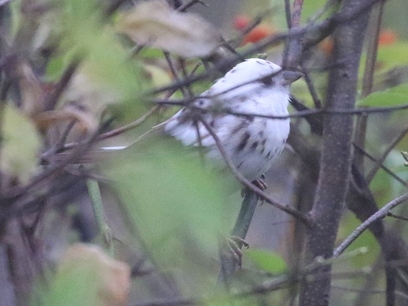 White leucistic Song Sparrow