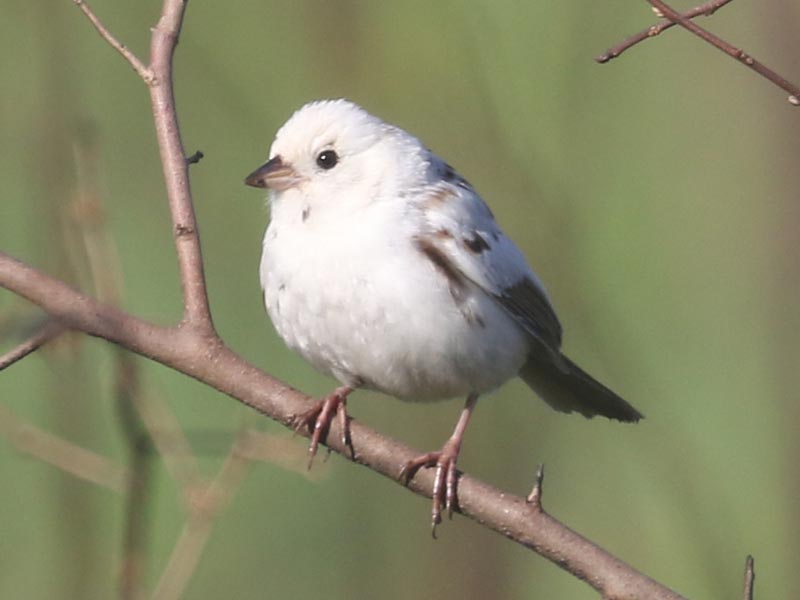 White leucistic Song Sparrow