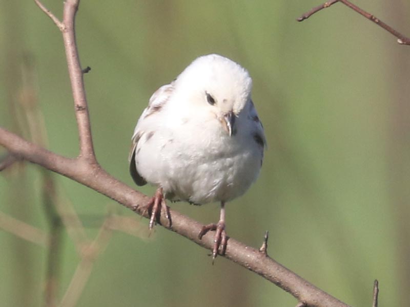 White leucistic Song Sparrow