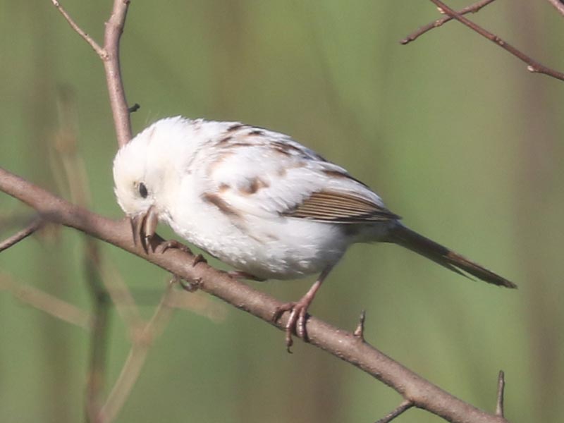 White leucistic Song Sparrow