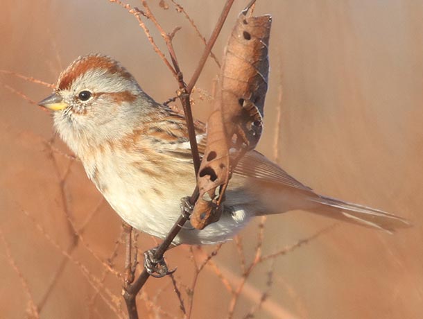 American Tree Sparrow in golden light