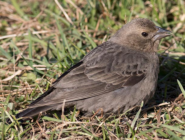 Female Brown-headed Cowbird in grass