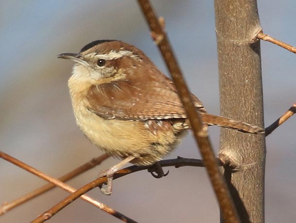 Carolina Wren perched on a branch