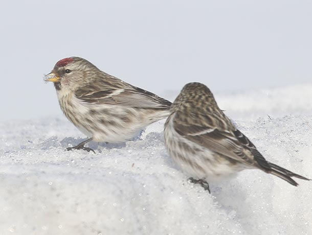 2 Common Redpolls in the snow