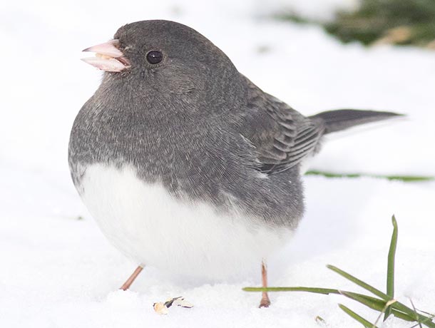Dark-eyed Junco standing in snow