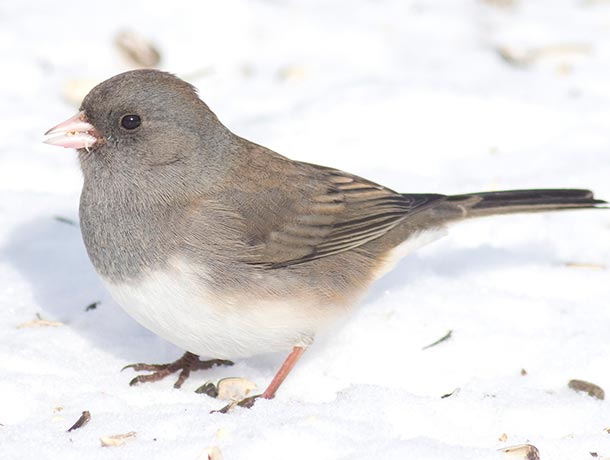 Dark-eyed Junco standing in snow