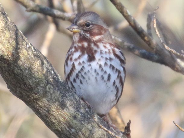 Fox Sparrow perched, facing forward
