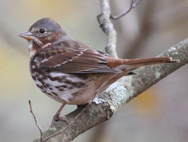 Fox Sparrow perched on a branch, facing left