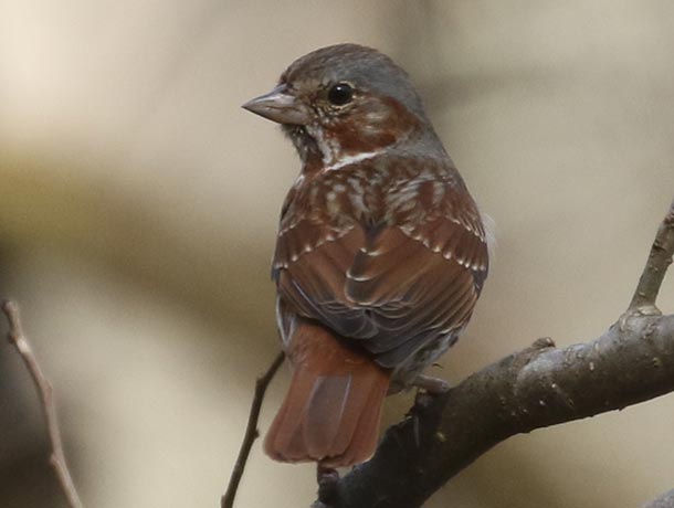 Fox Sparrow facing away, looking back