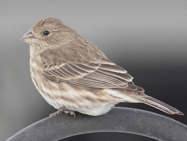 Female-type House Finch
