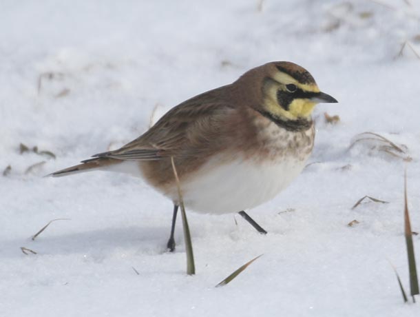 Horned Lark in the snow