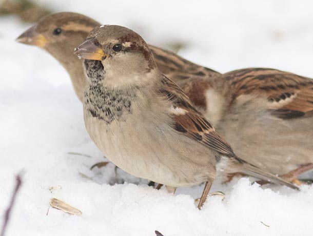 Male House Sparrow with a second male and a female in the background