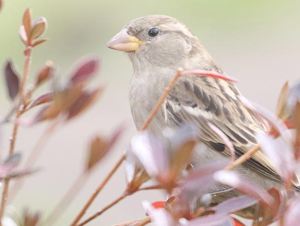 Female House Sparrow profile close up view