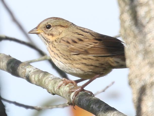 Lincoln's Sparrow side view
