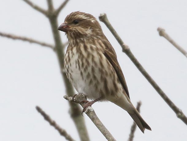 Female-type Purple Finch