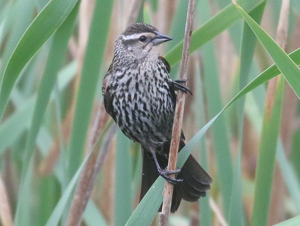 Female Red-winged Blackbird in a wetland