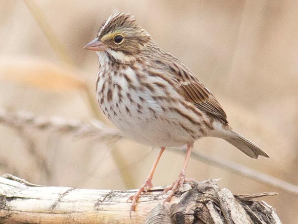 Savannah Sparrow perched on a fallen limb