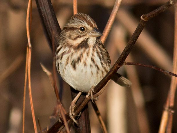 Song Sparrow perched on a branch