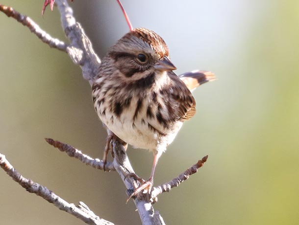 Song Sparrow perched on a branch