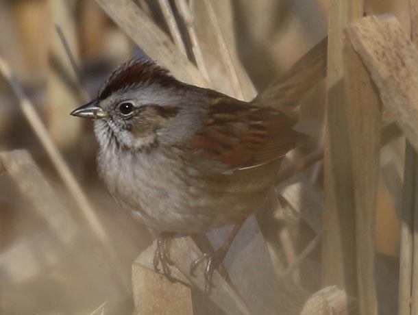 Swamp Sparrow in cattails