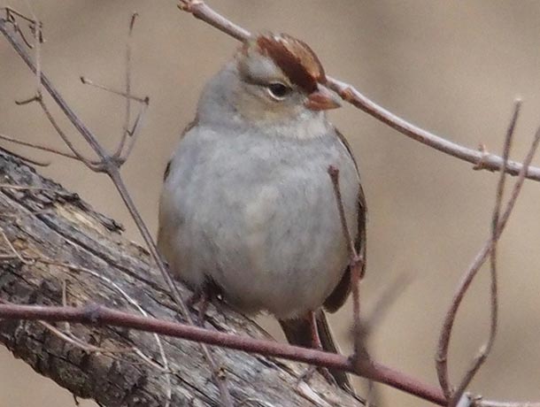 Immature White-crowned Sparrow on a limb