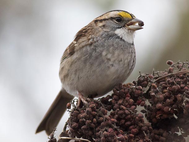 White-throated Sparrow foraging on sumac