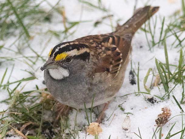 White-throated Sparrow in snow